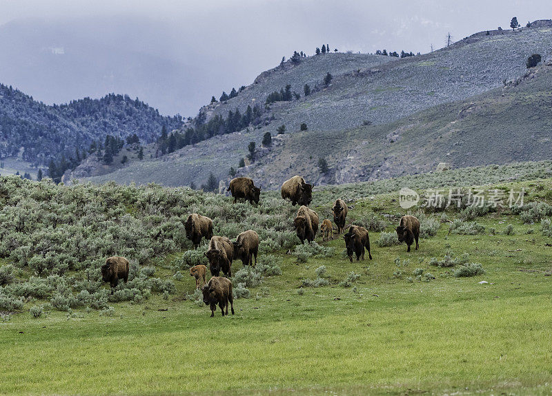 美国野牛(bison bison)，也被称为美国水牛，在怀俄明州的黄石国家公园大量发现。一群小动物。新出生的动物。